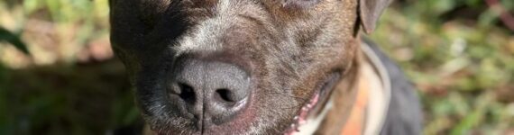 adoptar-perro-cruce-pitbull-negro