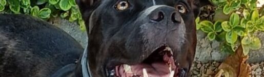 adoptar-perro-mestizo-mediano-negro