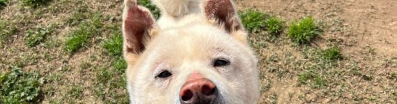 adoptar perro akita inu