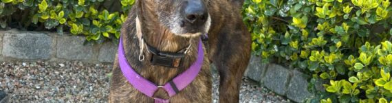 adoptar-perro-cruce-pitbull-atigrado