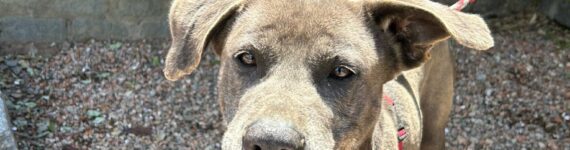 Perro mestizo adulto en adopción