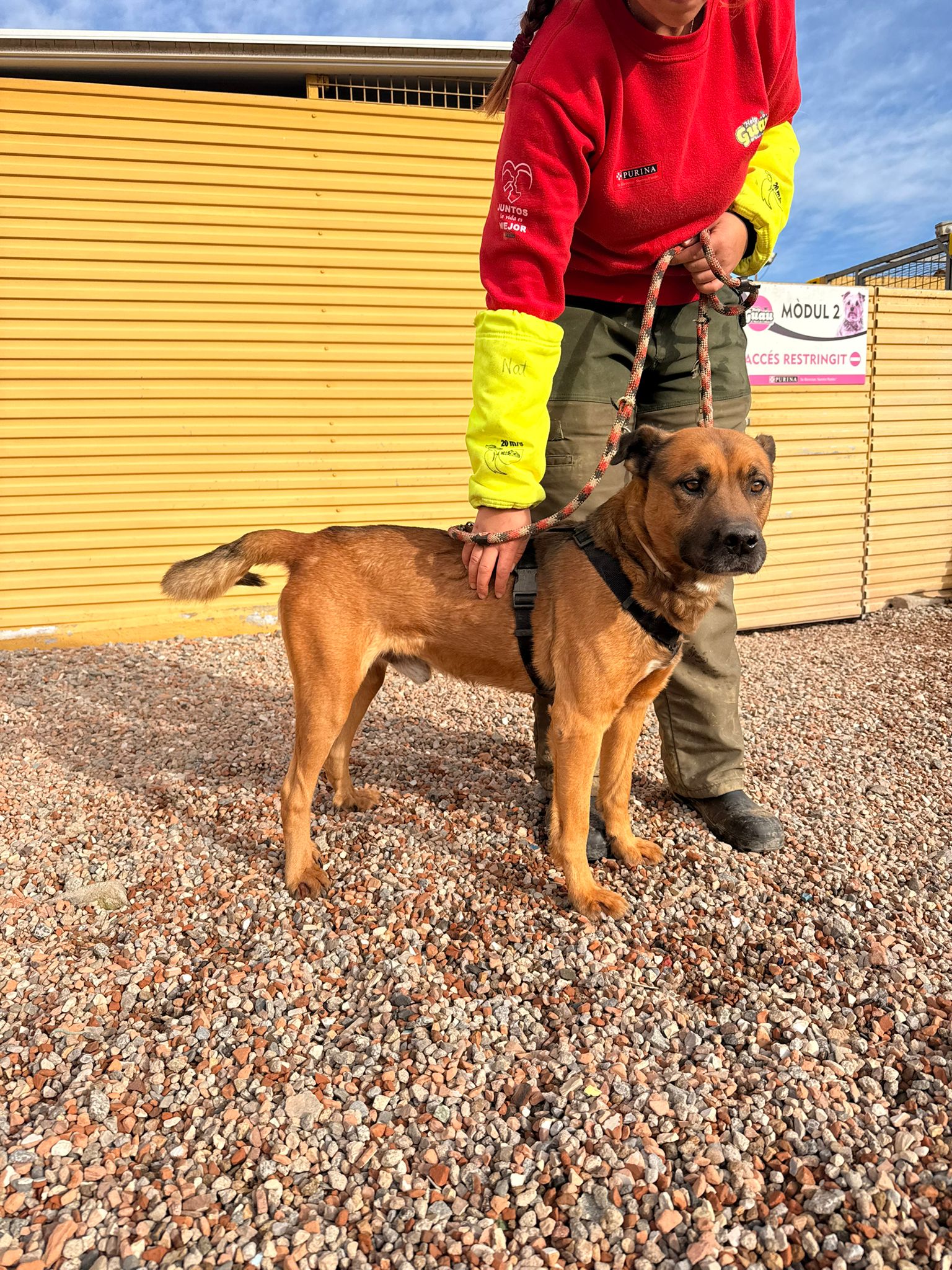 DAMM, PERRO EN ADOPCIÓN