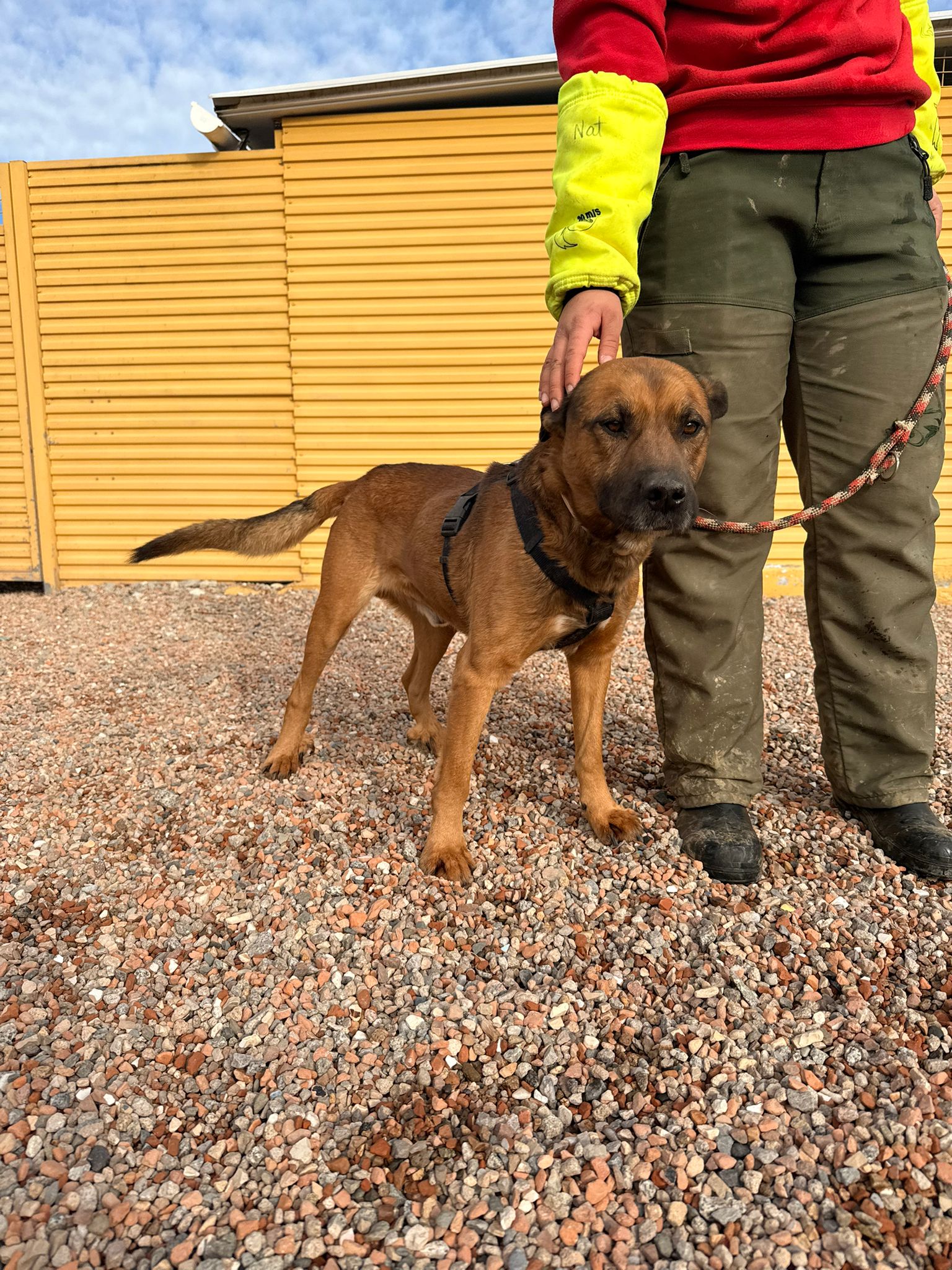 DAMM, PERRO EN ADOPCIÓN