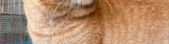 ROSSO, GATO EN ADOPCIÓN