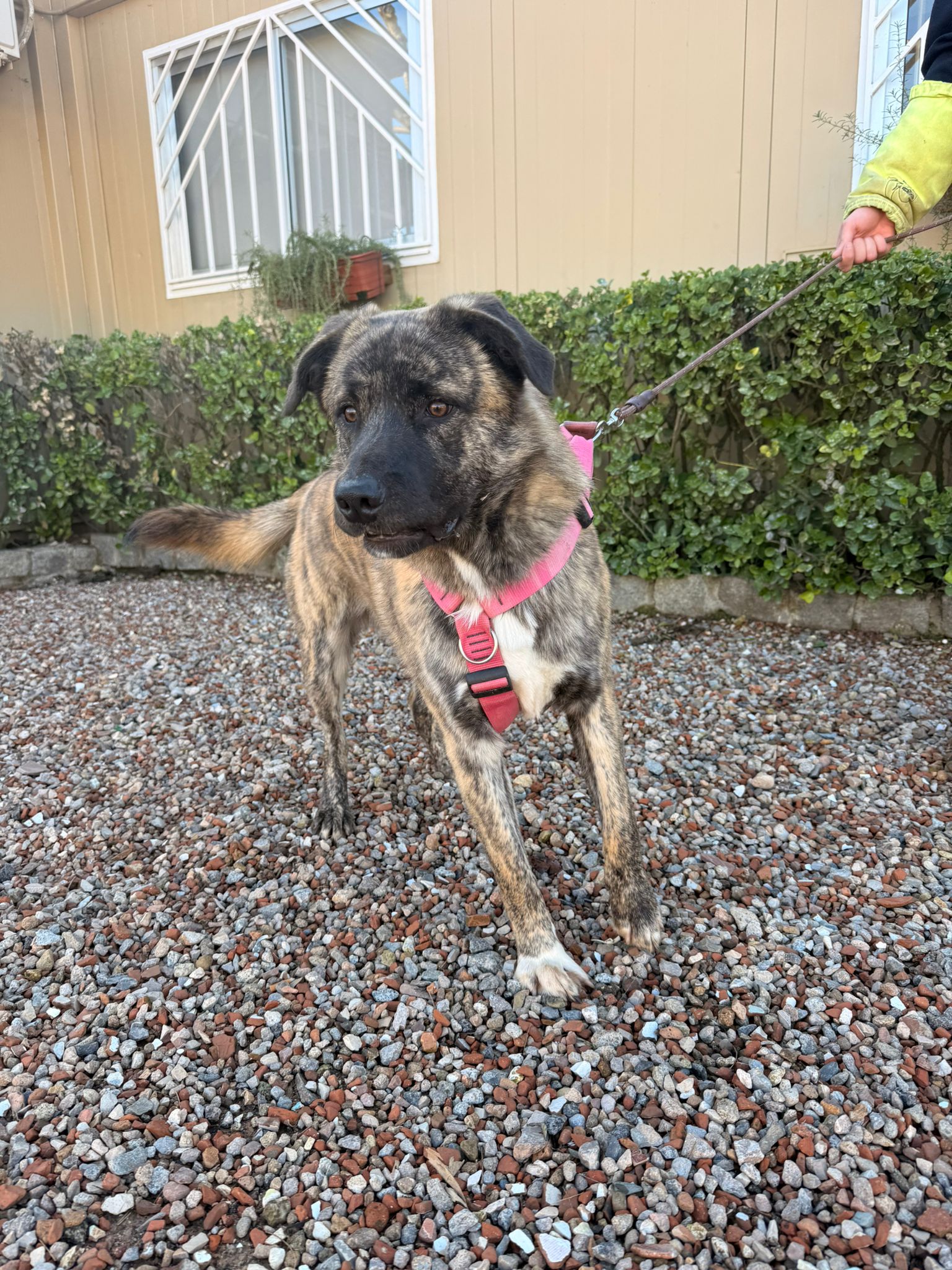 DUC, PERRO EN ADOPCIÓN