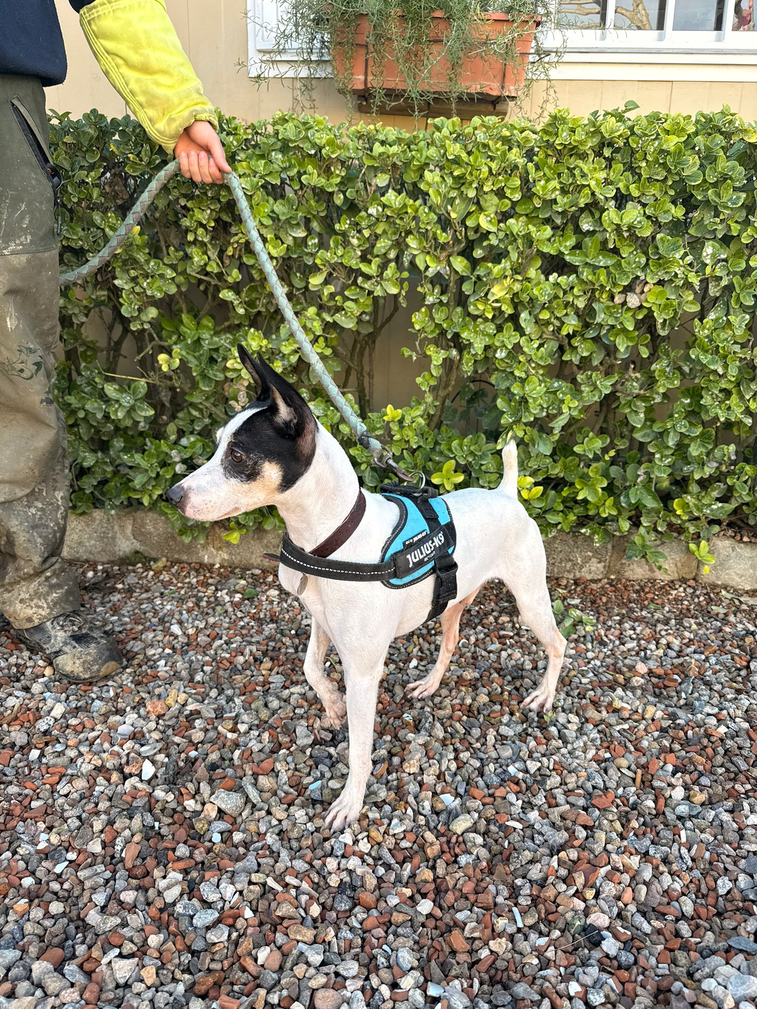 PIRATA, PERRO EN ADOPCIÓN