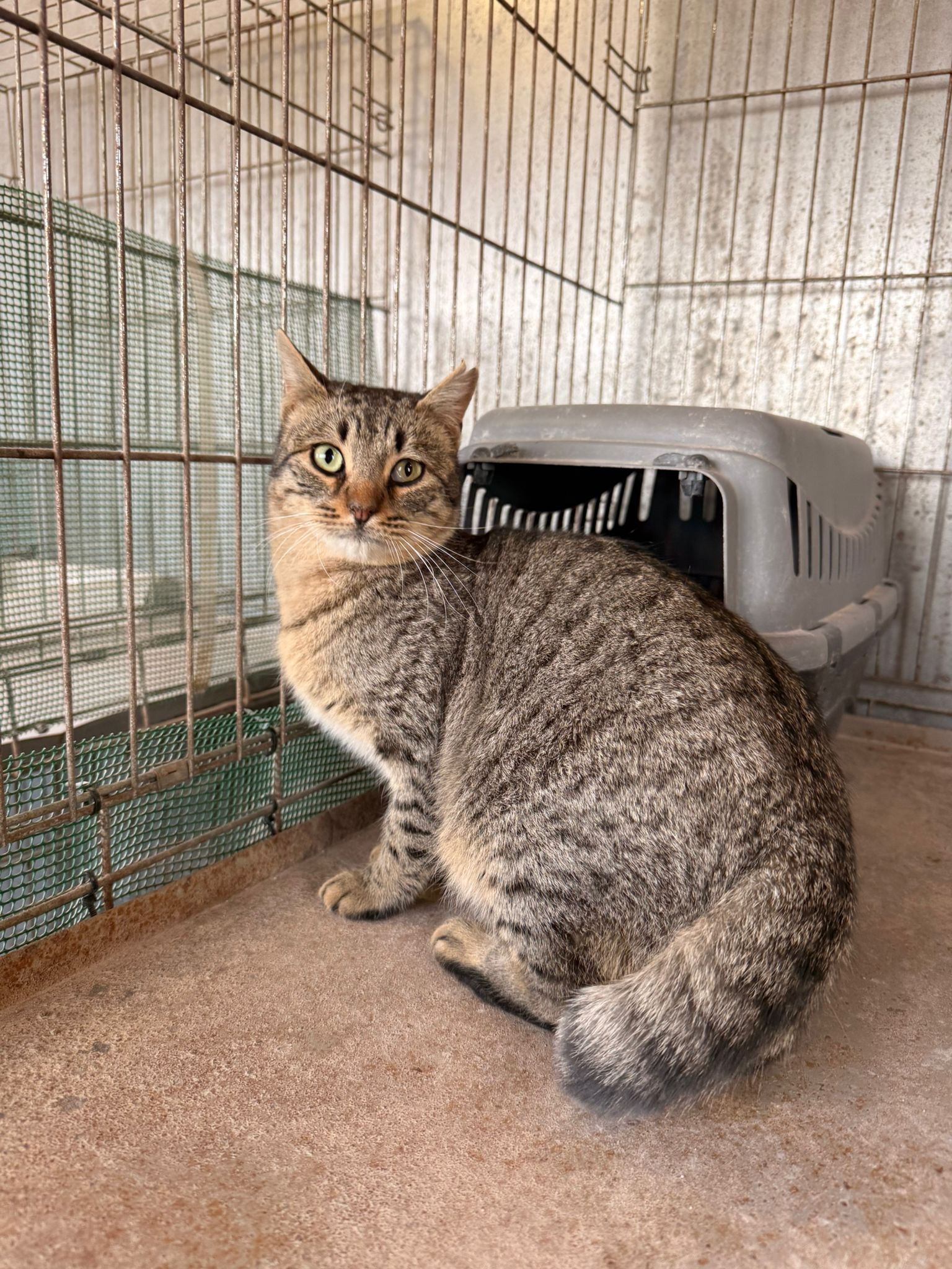 COYLE, GATO EN ADOPCIÓN