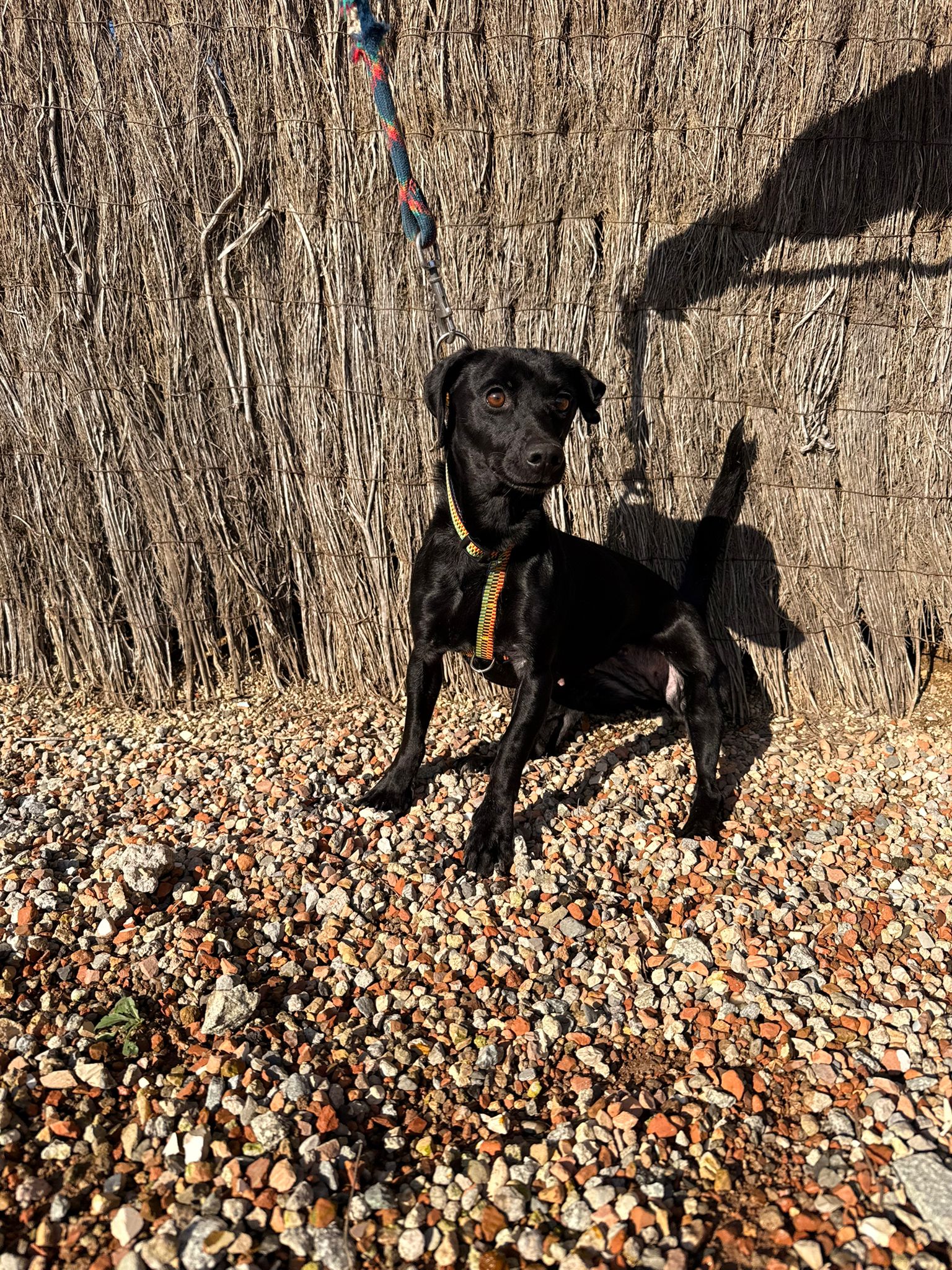 JANI, PERRO EN ADOPCIÓN