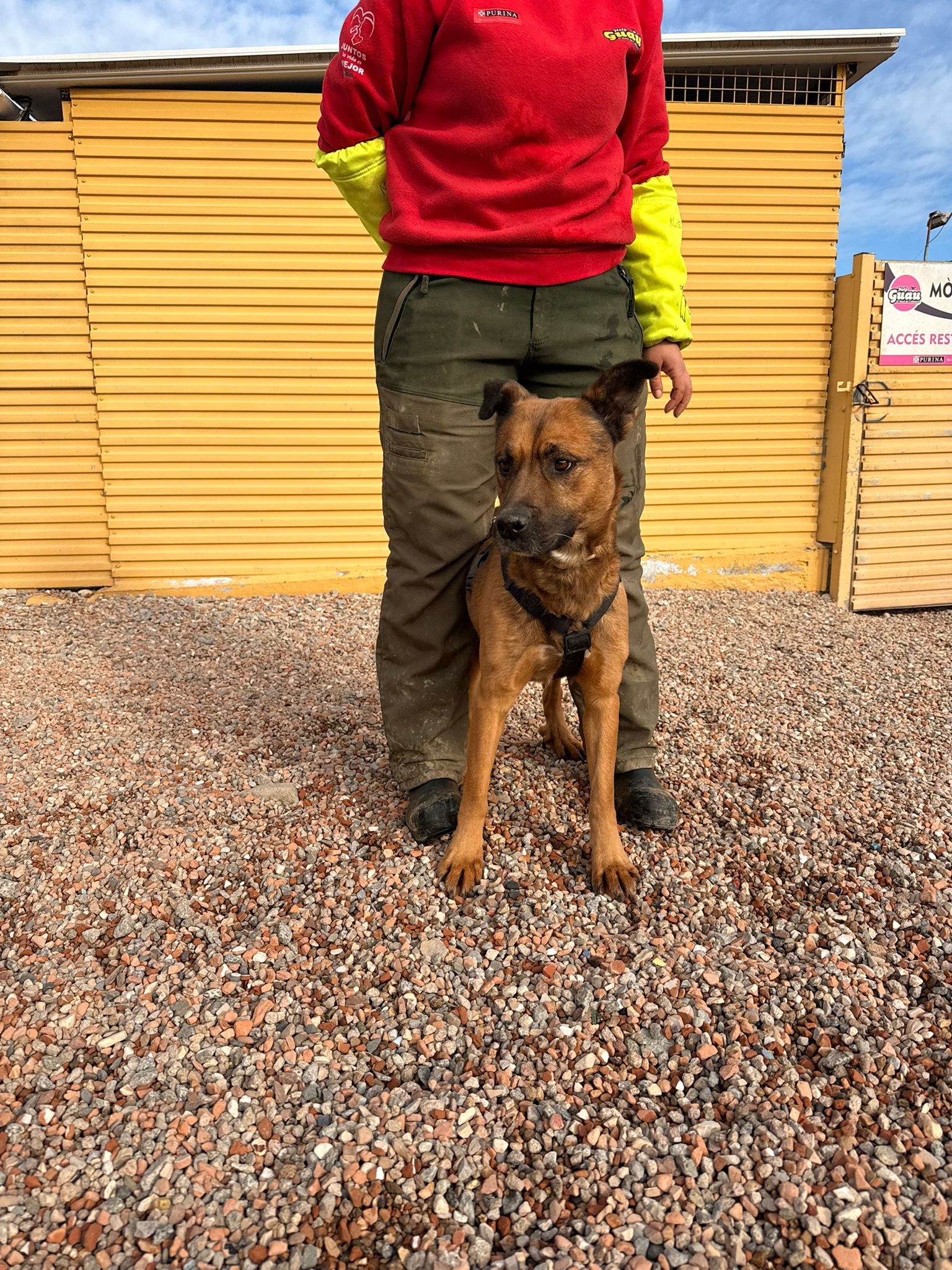 DAMM, PERRO EN ADOPCIÓN