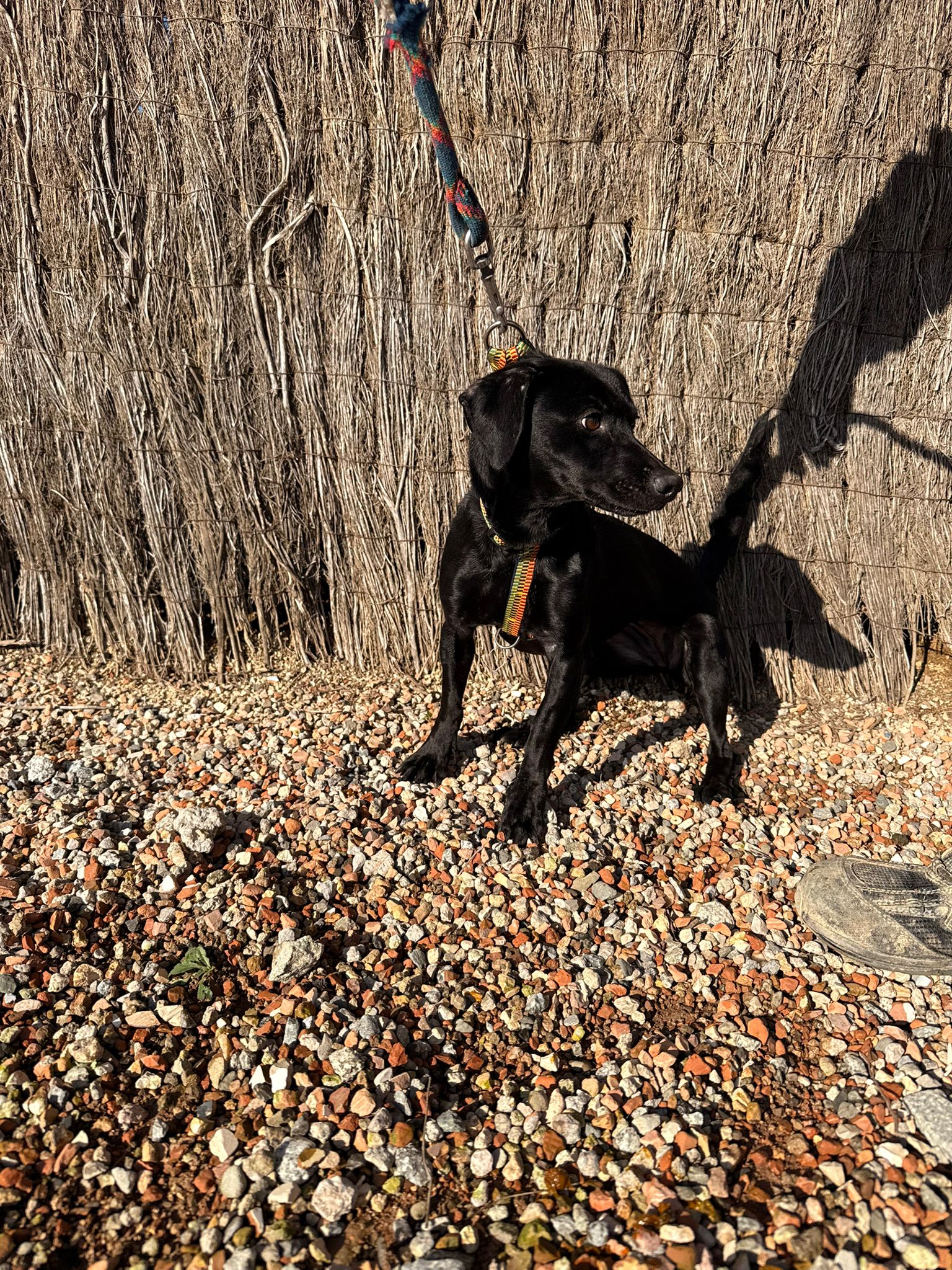 JANI, PERRO EN ADOPCIÓN