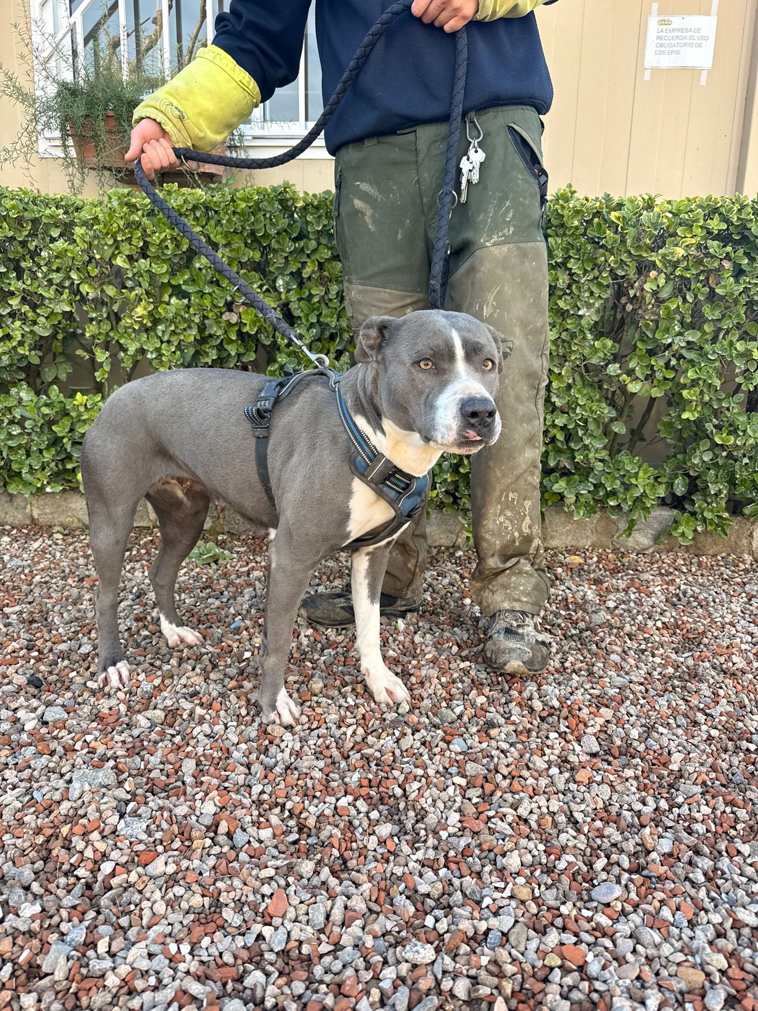 GINA, PERRO EN ADOPCIÓN