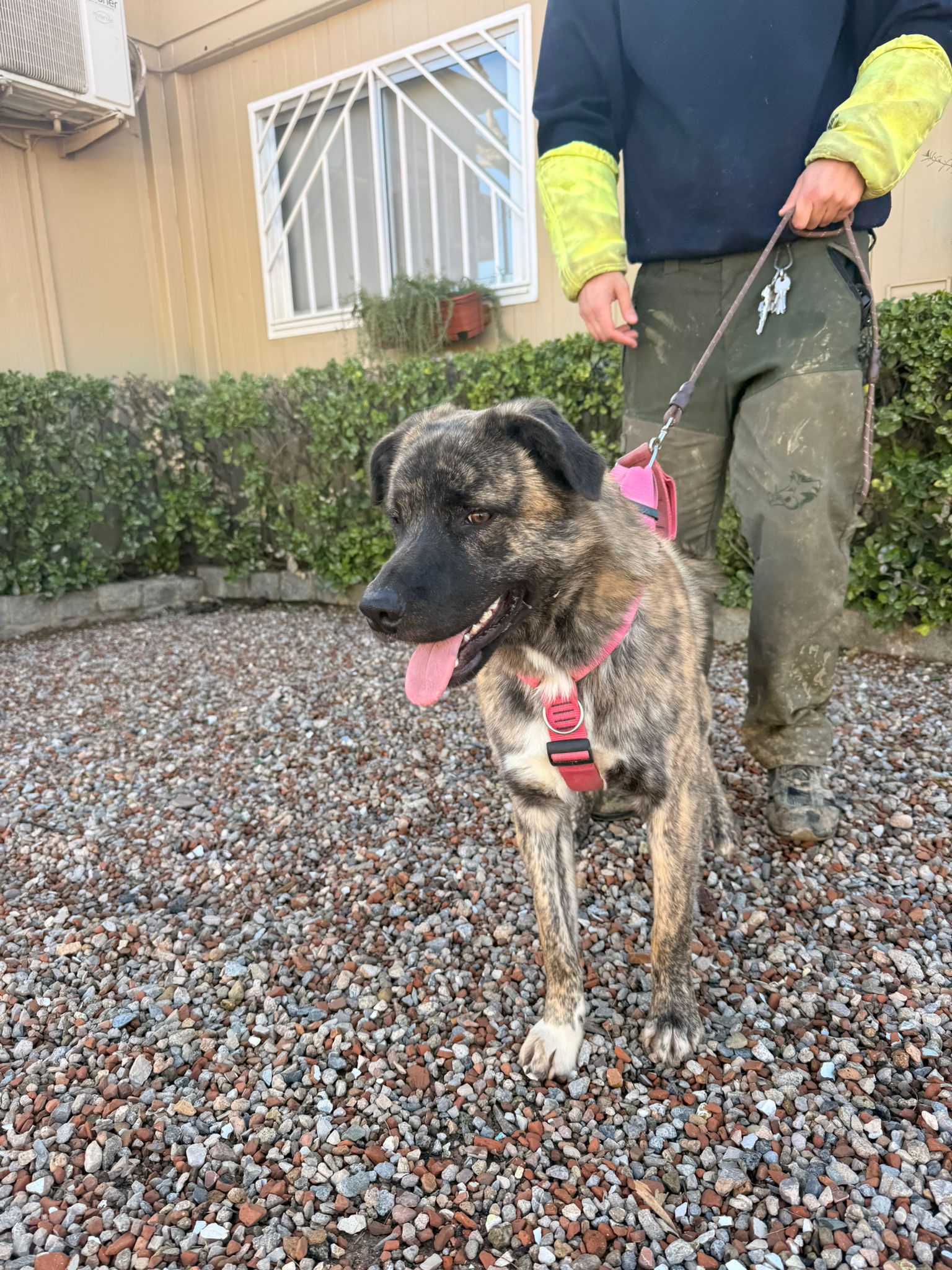 DUC, PERRO EN ADOPCIÓN