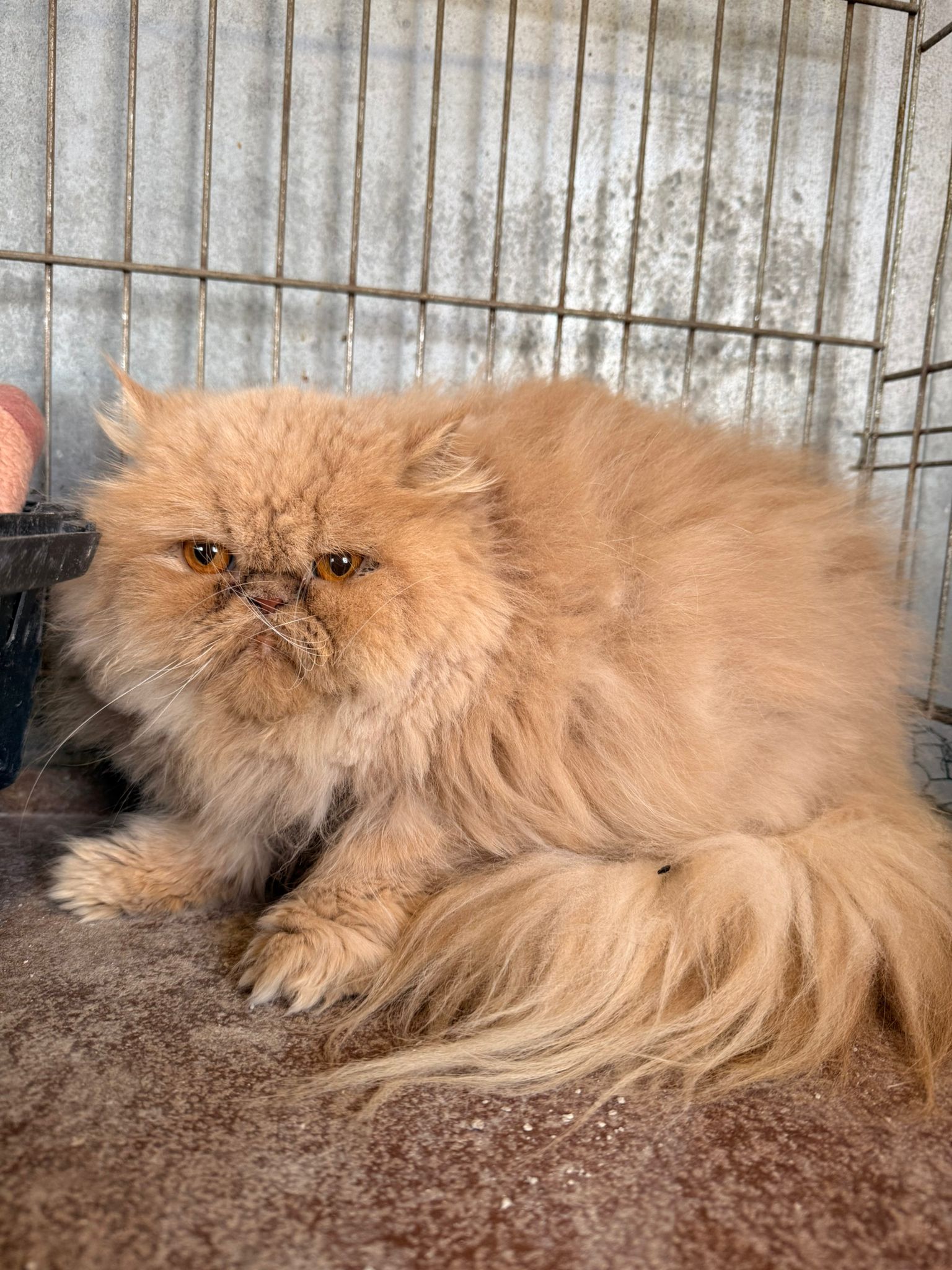 NAYA, GATA EN ADOPCIÓN