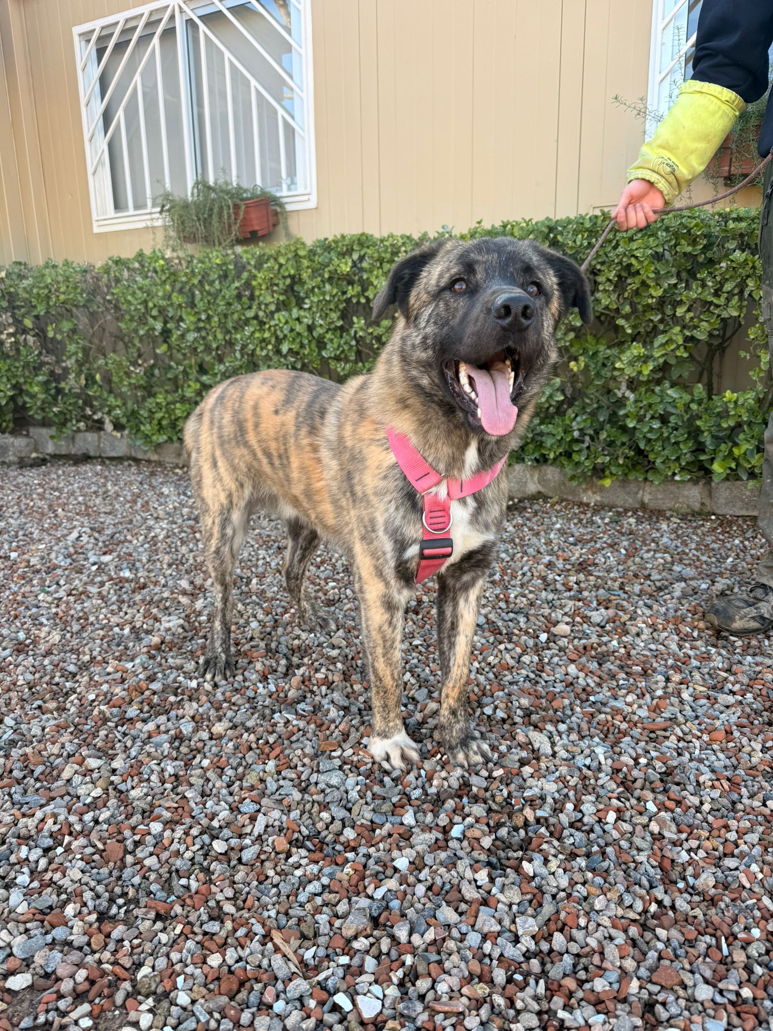DUC, PERRO EN ADOPCIÓN