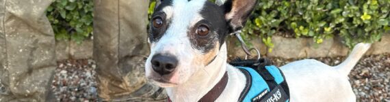 PIRATA, PERRO EN ADOPCIÓN