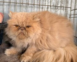 NAYA NAYA, GATA EN ADOPCIÓN