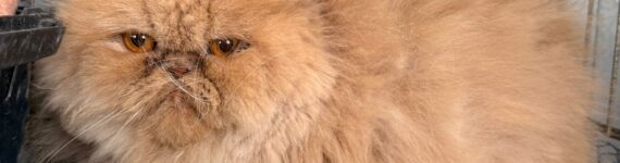 NAYA, GATA EN ADOPCIÓN