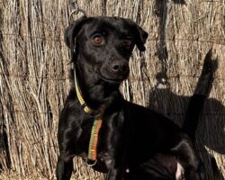 JANI JANI, PERRO EN ADOPCIÓN