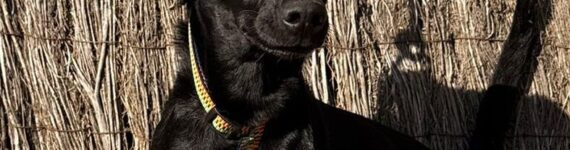 JANI, PERRO EN ADOPCIÓN