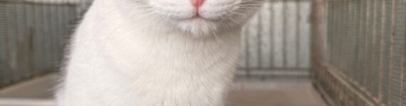 SUKY, GATO EN ADOPCIÓN