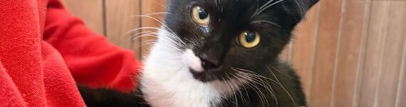 LOKURA, GATA EN ADOPCIÓN