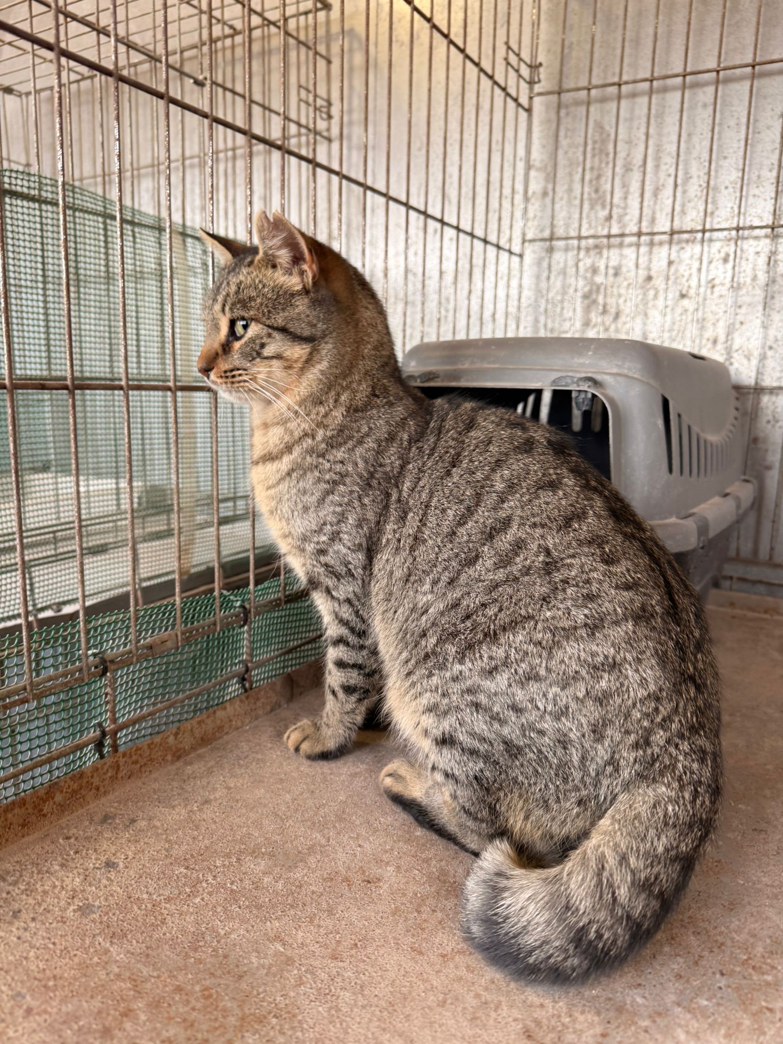 COYLE, GATO EN ADOPCIÓN