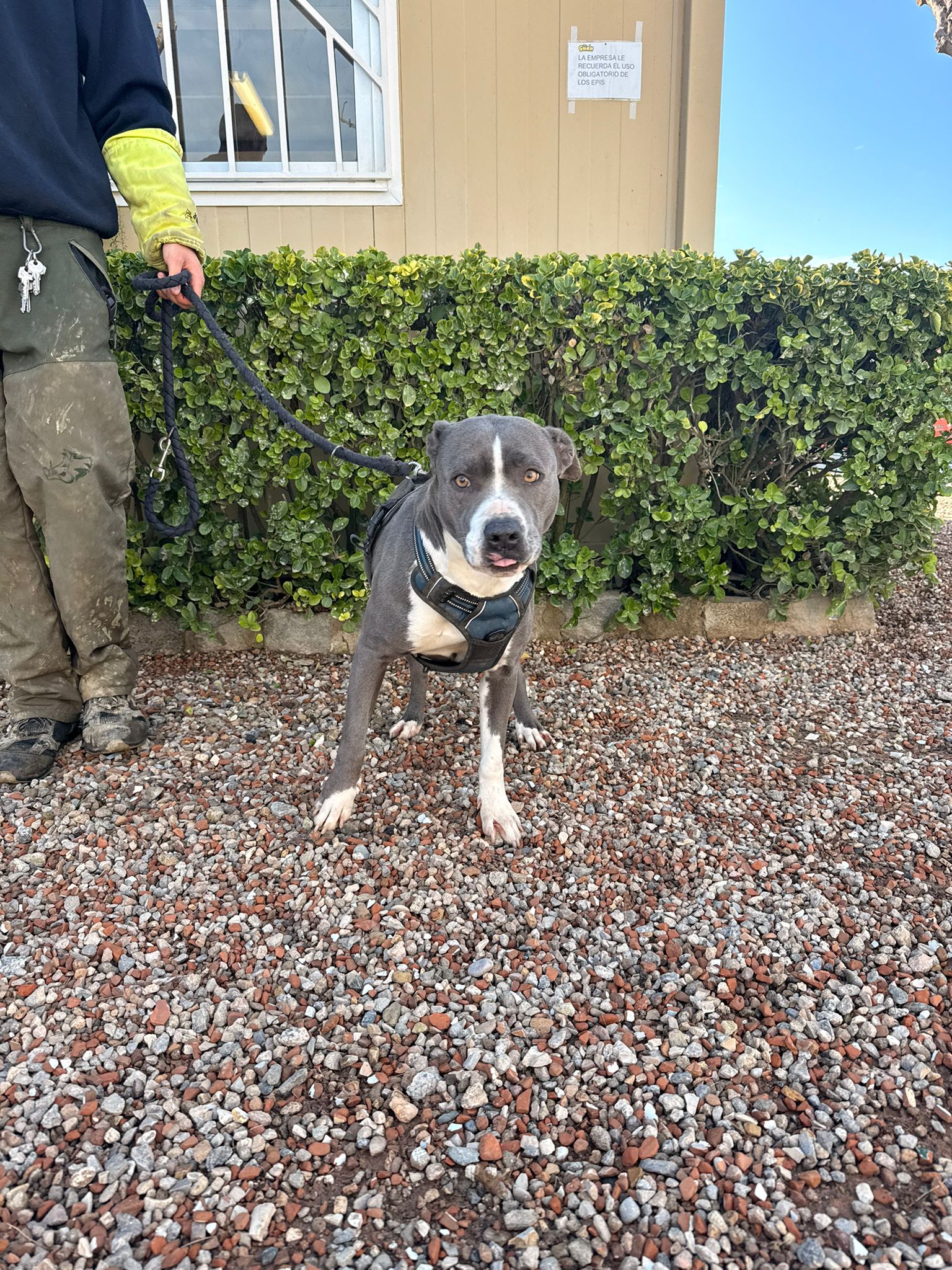 GINA, PERRO EN ADOPCIÓN