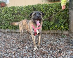 ba3b4d63-6ec8-4592-a786-252d2d4c62be DUC, PERRO EN ADOPCIÓN