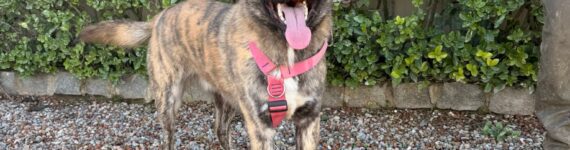 DUC, PERRO EN ADOPCIÓN