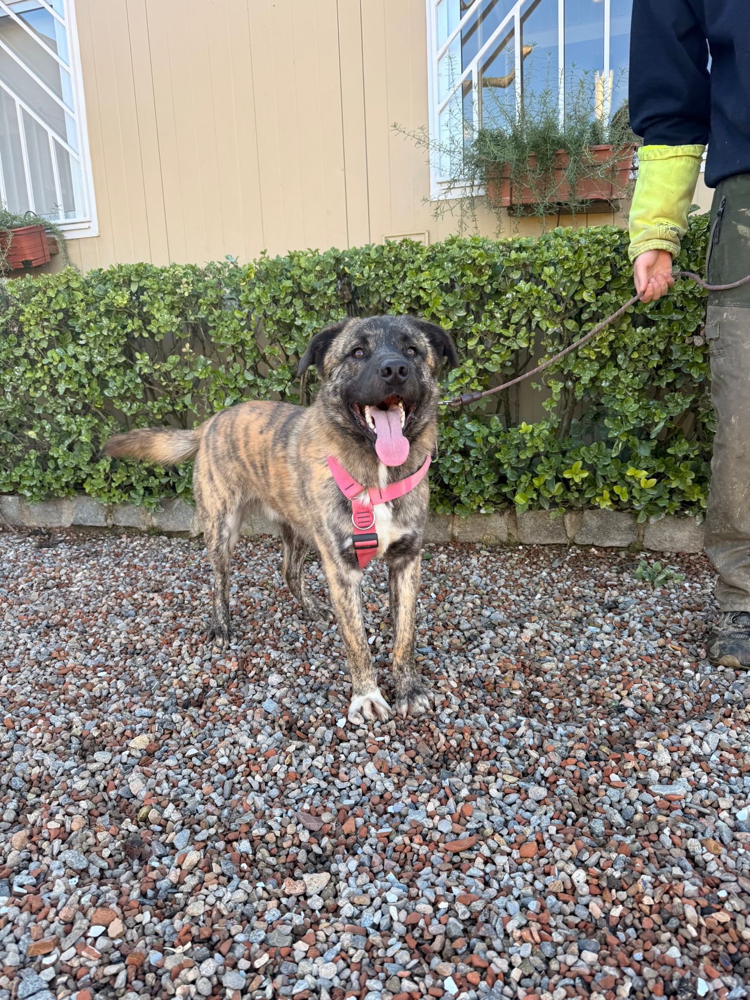 DUC, PERRO EN ADOPCIÓN