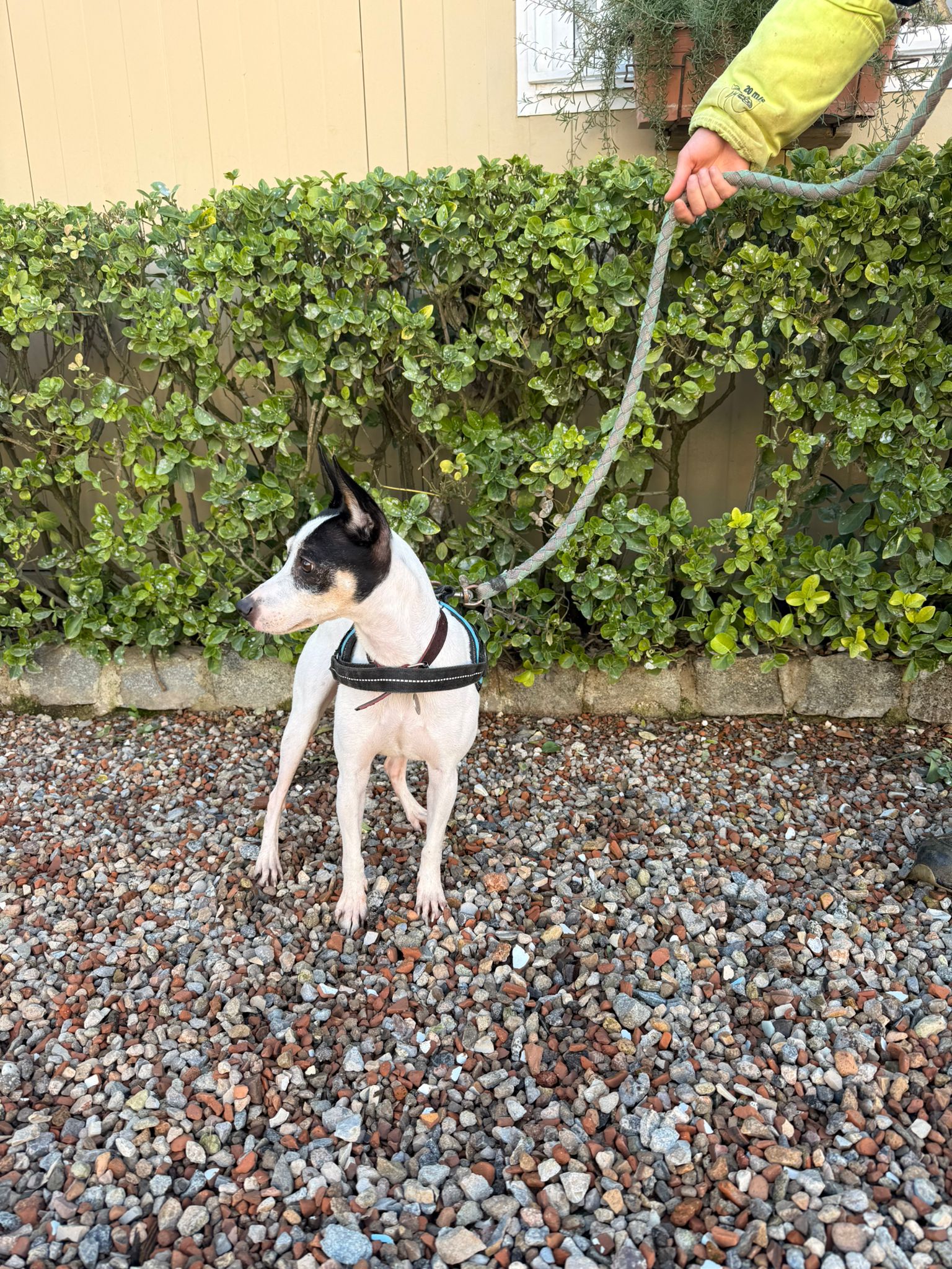 PIRATA, PERRO EN ADOPCIÓN