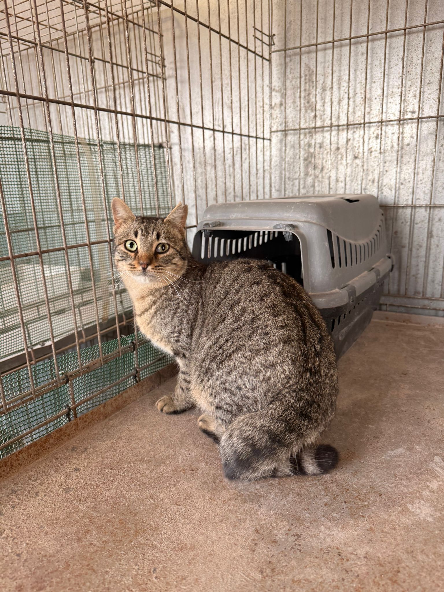 COYLE, GATO EN ADOPCIÓN