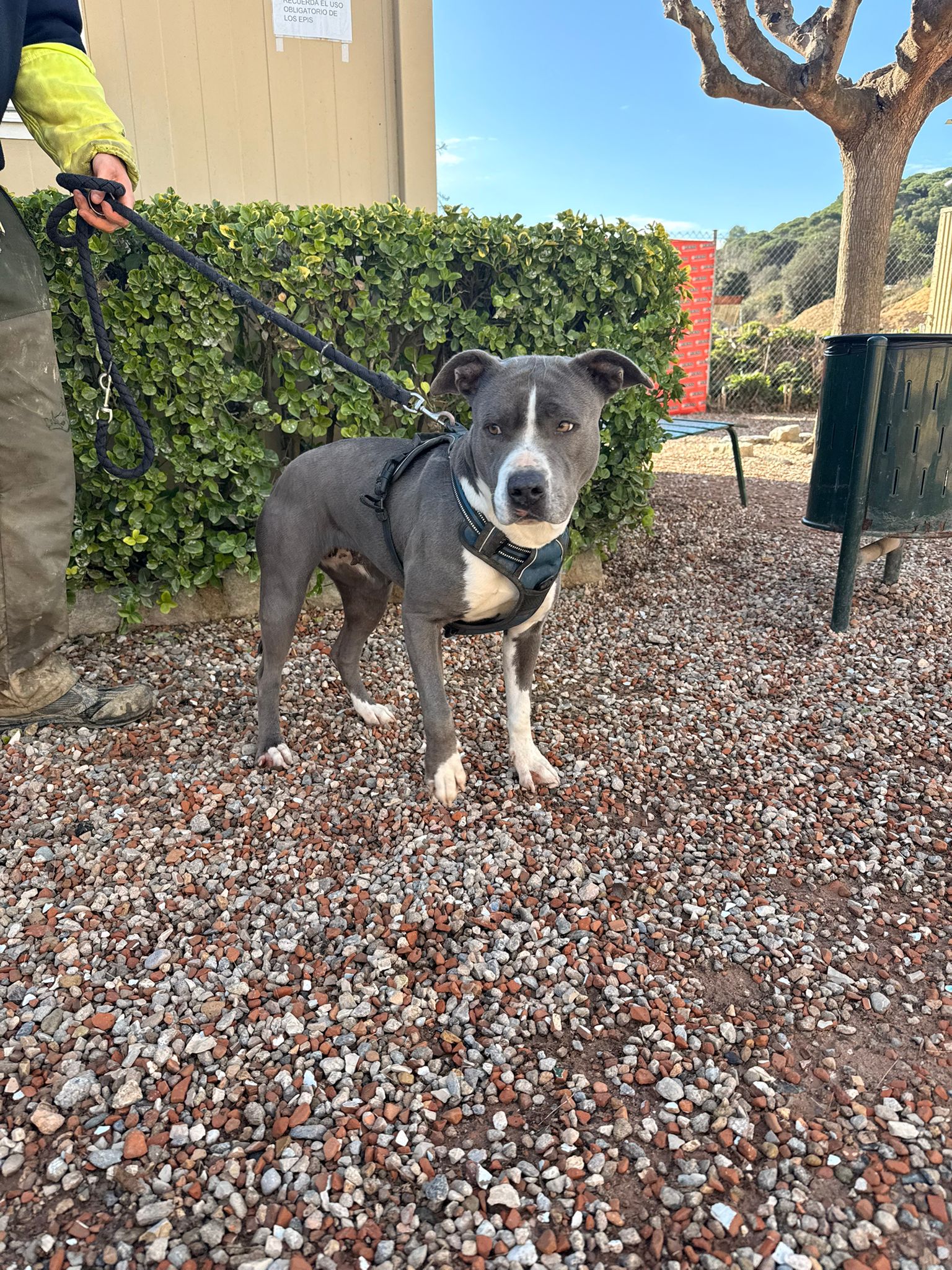 GINA, PERRO EN ADOPCIÓN