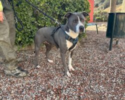 e3d7c9c1-72b8-4679-a3bc-b30d755b9066 GINA, PERRO EN ADOPCIÓN