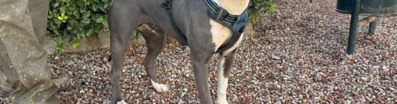 GINA, PERRO EN ADOPCIÓN