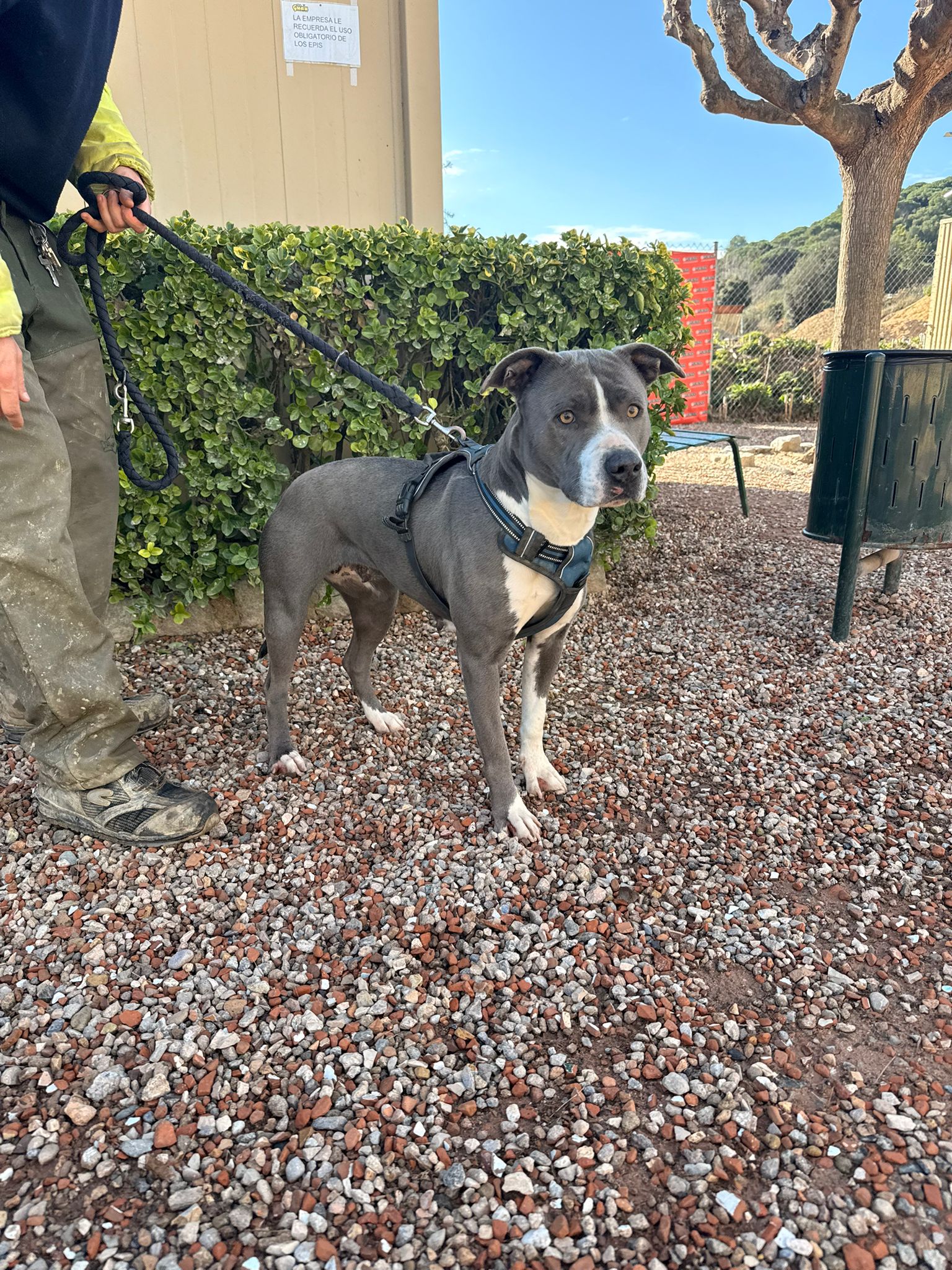 GINA, PERRO EN ADOPCIÓN