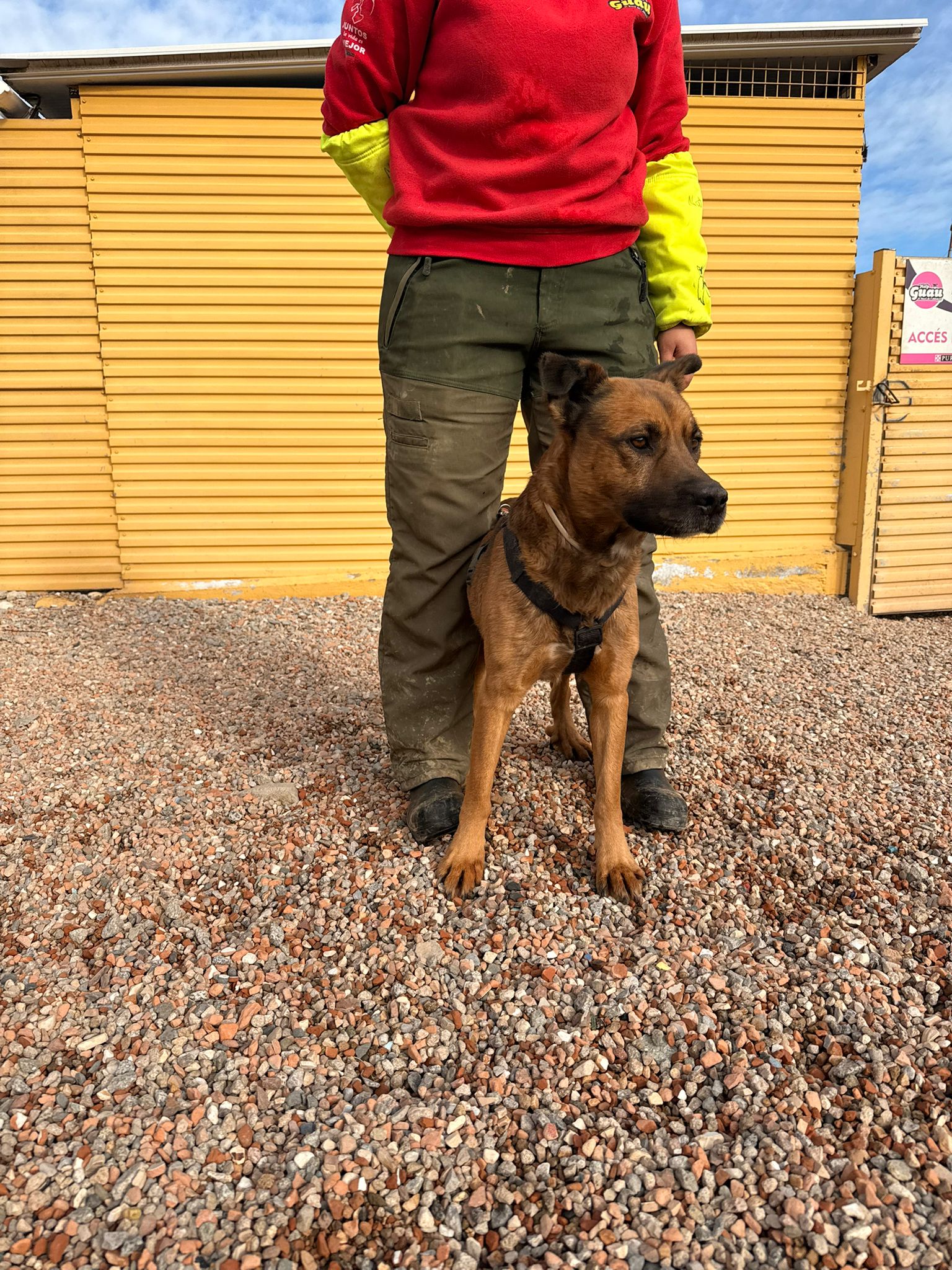 DAMM, PERRO EN ADOPCIÓN