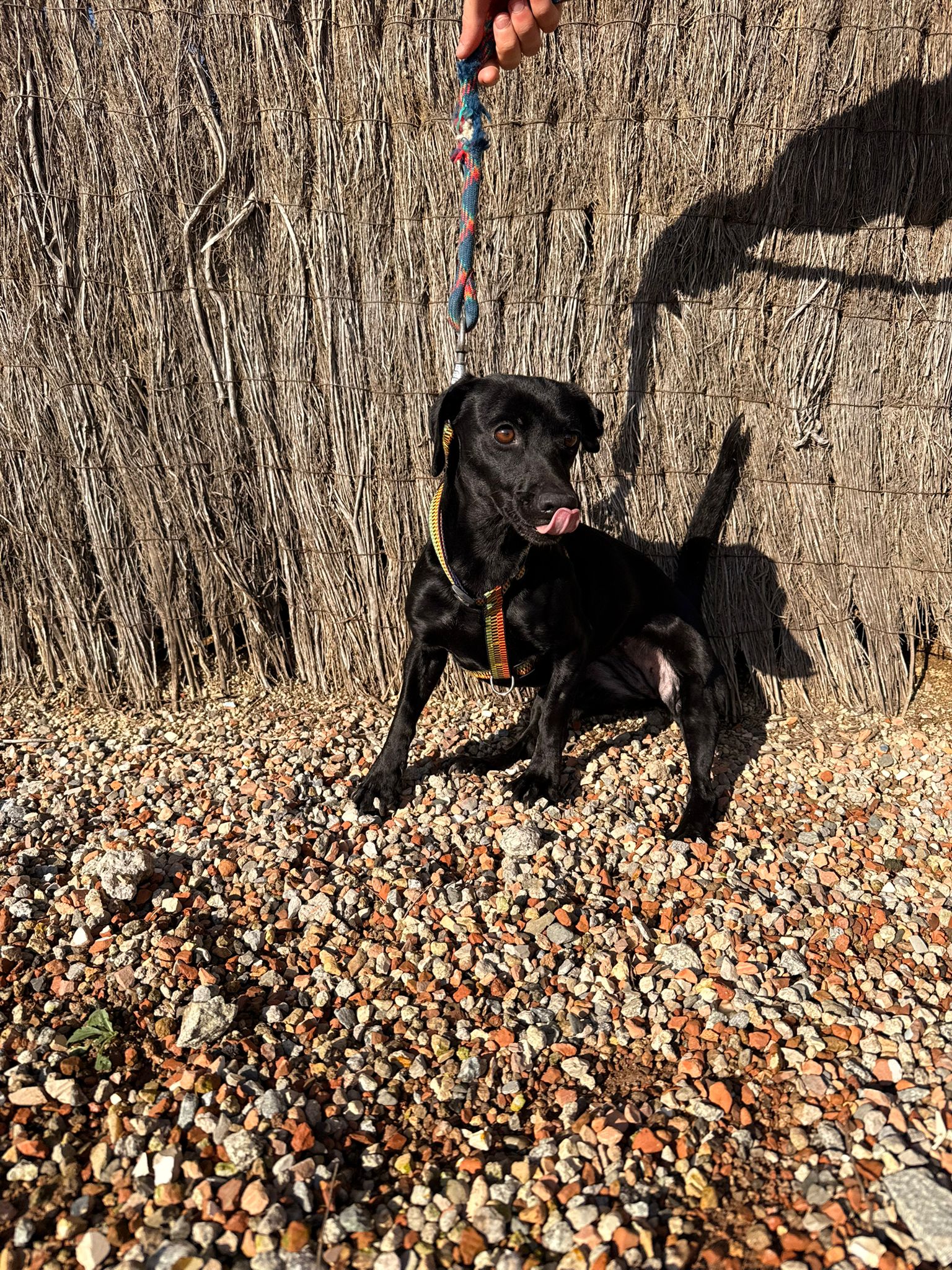 JANI, PERRO EN ADOPCIÓN