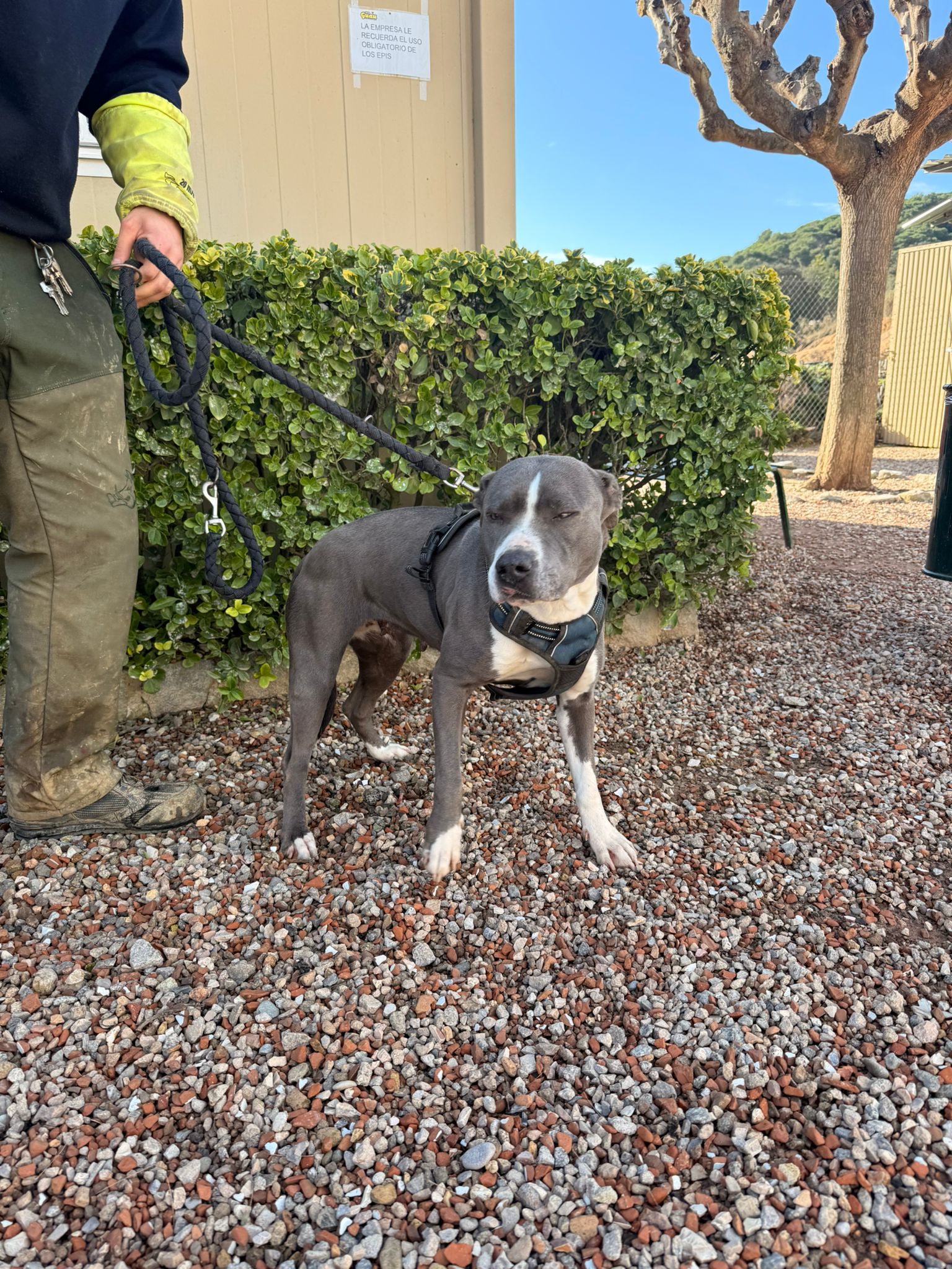 GINA, PERRO EN ADOPCIÓN