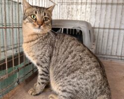 COYLE COYLE, GATO EN ADOPCIÓN