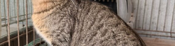 COYLE, GATO EN ADOPCIÓN