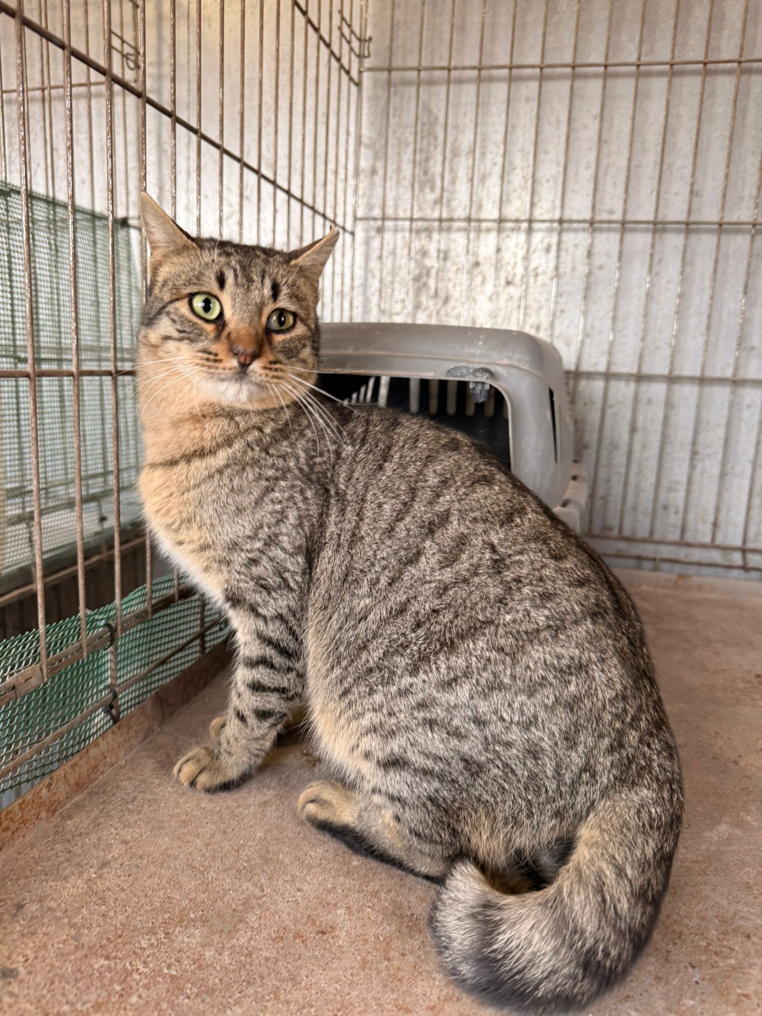 COYLE, GATO EN ADOPCIÓN