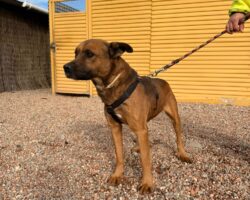 DAMM DAMM, PERRO EN ADOPCIÓN