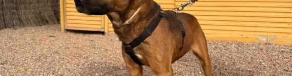 DAMM, PERRO EN ADOPCIÓN