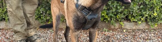 HACHE, PERRO EN ADOPCIÓN