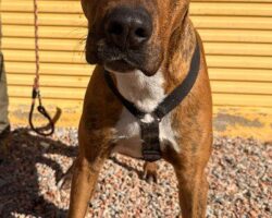 Captura de pantalla 2026-02-13 102221 JACK PERRO EN ADOPCIÓN