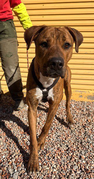 JACK PERRO EN ADOPCIÓN