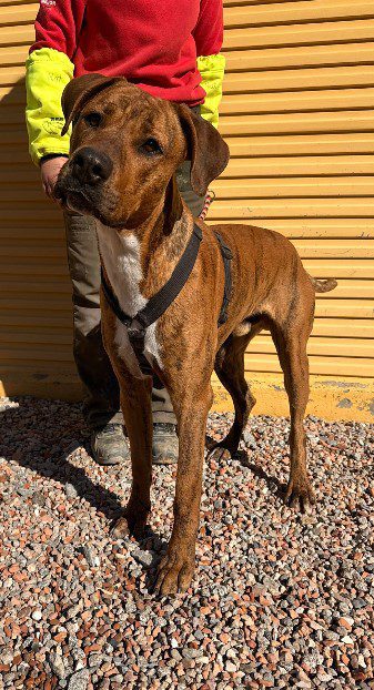 JACK PERRO EN ADOPCIÓN