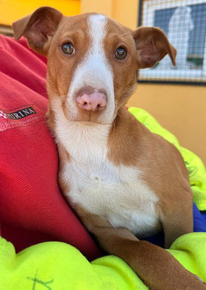 LEO, PERRO EN ADOPCIÓN