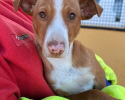 Captura de pantalla 2026-02-13 103213 LEO, PERRO EN ADOPCIÓN